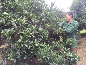 Anh Nguyễn Văn Ân, xóm Mới, xã Thu Phong (Cao Phong) chăm sóc vườn cam với diện tích 1,2 ha; năm 2015  cho thu hoạch 7 tấn,  thu nhập 200  triệu đồng/năm.