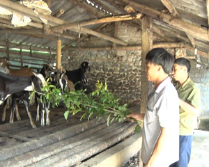 Mô hình nuôi dê của hội viên Bùi Văn Vượng - Chi hội CCB  thôn Bưa Cú, xã Cố Nghĩa (Lạc Thủy) đem lại hiệu quả kinh tế cao.