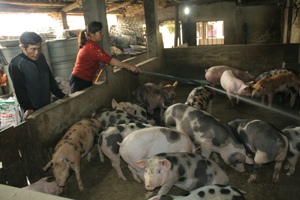 Gia đình ông Trần Quang Bàn, xóm Nam Thái, xã Nam Phong  (Cao Phong) phát triển kinh tế  từ chăn nuôi lợn.