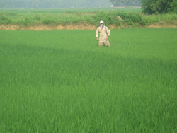 Nông dân xã Tân Vinh tập trung phun thuốc trừ rầy trên diện tích lúa mùa