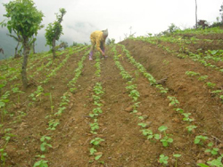 Mô hình canh tác trên đất dốc cải thiện độ bạc màu của đất, đem lại hiệu quả kinh tế cho nhân dân các xã vùng cao huyện Lạc Sơn