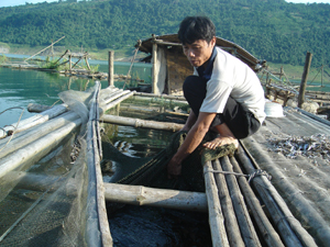 Gia đình anh Hà Văn Điệu nuôi cá trắm cỏ, cá rô đơn tính theo cơ chế “sạch” cho năng suất cao.