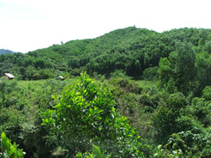 Người dân xã Hương Nhượng (Lạc Sơn) chăm sóc rừng trồng trên diện tích đất được giao.