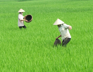 Nông dân  xã Cư Yên (Lương Sơn) tập trung  bón thúc đợt 2 cho lúa mùa.