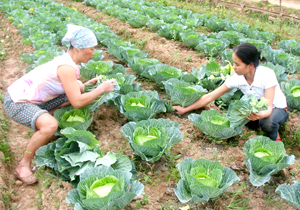 Nông dân xóm Piềng Phung, xã Nà Phòn (Mai Châu) chuyển ruộng 1 vụ sang trồng rau màu nâng cao giá trị thu nhập trên diện tích canh tác.