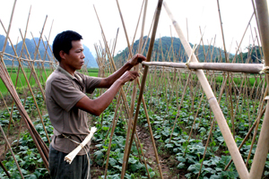 Nông dân xã Lạc Lương chuyển đổi cơ cấu cây trồng bước đầu có hiệu quả.