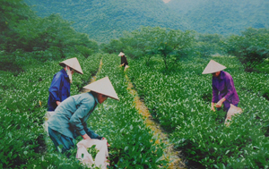 Người dân xã Phú Thành (Lạc Thủy) tập trung đầu tư cho cây chè theo hướng phát triển nông nghiệp công nghệ cao.

