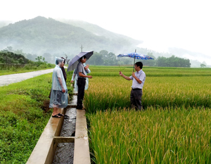 Cán bộ Chi cục BVTV kiểm tra diện tích lúa mùa trà sớm bị nhiễm bệnh bạc lá, đốm sọc vi khuẩn trên địa bàn xã Cư Yên (Lương Sơn).

 

