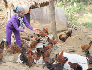 Mô hình giảm nghèo “Hỗ trợ gia đình nuôi gà đồi” xã Xuân Phong đạt hiệu quả, tạo thu nhập cho người dân.