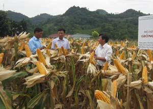 Nông dân xóm Tày Măng, xã Tu Lý (Đà Bắc) phấn khởi thu hoạch diện tích ngô VS36 với năng suất cao hơn hẳn so với các giống ngô khác.

