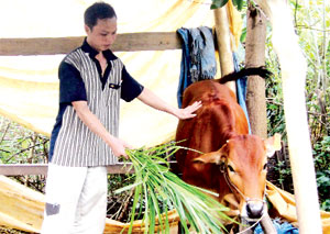 Nghị quyết của Đảng ủy xã Xuất Hóa về việc chuyển diện tích cấy lúa năng suất thấp sang trồng cỏ voi, nuôi đại  gia súc được nông dân tích cực hưởng ứng.
