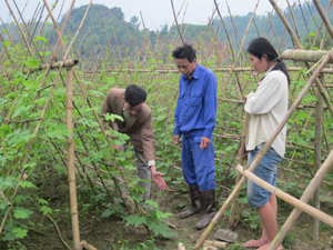 70% tổng số hộ dân xóm Máy 3, xã Hòa Bình đã tham gia mô hình trồng rau theo quy trình Việt Gap tăng thu nhập, đầu ra thuận lợi.