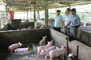 Mô hình chăn nuôi lợn của gia đình anh Hoàng Văn Nhi tại xóm Rụt, đạt 16 tấn lợn thịt/năm.