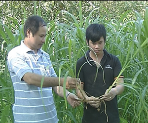 Cán bộ KN-KL tham quan mô hình trồng thí điểm cỏ voi VA06 tại xã Định Cư (Lạc Sơn).