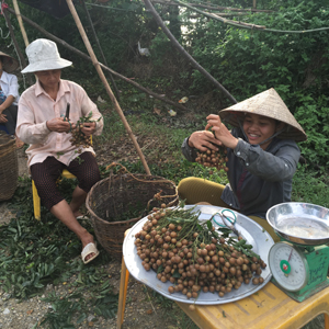 Những chùm hồng bì đặc sản bà con xóm Đồng Giang được khách xa, gần ưa chuộng  


