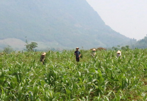 Thực hiện Nghị quyết Đại hội Đảng bộ xã, nhân dân thôn Hào Tân 1, xã Hào Lý (Đà Bắc) chuyển đổi diện tích trồng cây kém hiệu quả sang trồng ngô cho năng suất, hiệu quả cao.
