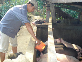 Xã Kim Bình, Kim Bôi phát triển chăn nuôi lợn theo hướng bán công nghiệp cho hiệu quả kinh tế cao.