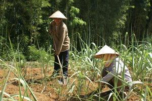 Nông dân xóm Dè 2, xã Bắc Phong (Cao Phong) chuyển đổi diện tích bưa bãi sang trồng mía tím.