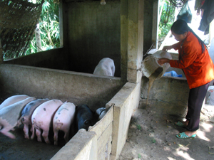 Hộ gia đình xã Hợp Hòa (Lương Sơn) phát triển chăn nuôi lợn thương phẩm. 

