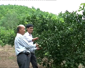 Ông Đinh Xuân Thành, xóm Liên Hồng, xã Liên Hòa (Lạc Thủy) cùng cán bộ Phòng NN&PTNT huyện thăm mô hình trồng cam của gia đình.