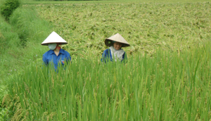 Nông dân huyện Lương Sơn bắt đầu thu hoạch lúa mùa trà sớm, đến nay tổng diện tích đă gặt khoảng 300 ha.