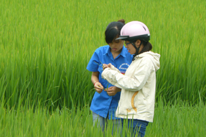 Cán bộ phòng NN&PTNT huyện Lương Sơn hướng dẫn cách nhận biết sâu bệnh trên cây lúa cho nông dân xã Liên Sơn.