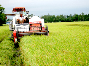 Nông dân Tiền Giang đang thu hoạch lúa trên cánh đồng mẫu lớn (Nguồn: Chinhphu.vn)