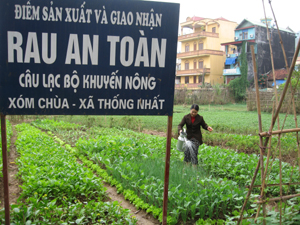 Trung tâm triển khai mô hình sản xuất rau an toàn tại xóm Chùa, xã Thống Nhất mang lại hiệu quả kinh tế bền vững, thu hút nhiều hộ nông dân tham gia.
