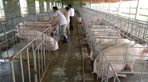 Cơ sở tư nhân xã Ngọc Lương (Yên Thủy) cung cấp nhu cầu giống cho đàn lợn địa phương.