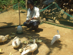 Gia đình anh Bùi Văn Thắng, xóm Tân Vượng, xã Lỗ Sơn (Tân Lạc) được hỗ trợ 80 con ngan giống từ chương trình giảm nghèo bền vững.