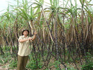 Thực hiện chủ trương chuyển đổi cơ cấu cây trồng, vật nuôi, đến nay, huyện Cao Phong đã mở rộng diện tích trồng mía các loại lên gần 2.500 ha. Ảnh chụp tại xã Thu Phong.


