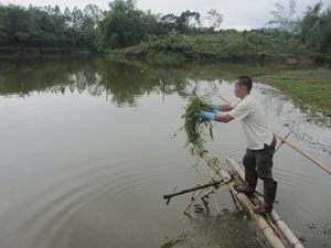 Đàn cá tại mô hình nuôi hồ chứa xóm Mỵ, xã Yên Mông (TP.Hoà Bình).