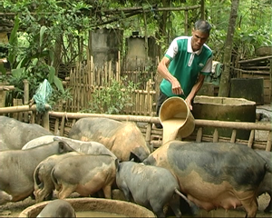 Trong cuộc sống, dường như không lúc nào ông Bùi Văn Đủi ngưng tay làm việc. Đàn lợn gần 200 con là thành quả sau nhiều năm đánh đổi bằng mồ hôi, nước mắt của đảng viên Bùi Văn Đủi.