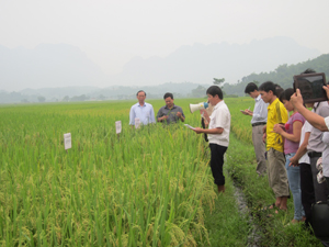 Đại biểu tỉnh, huyện thăm quan mô hình lúa khảo nghiệm xóm Chanh Cả, xã Vĩnh Đồng.