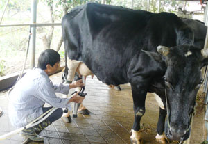 Mô hình chăn nuôi bò sữa ở xã Nhuận Trạch (Lương Sơn) cho thu nhập bình quân hơn 200 triệu đồng/năm.
