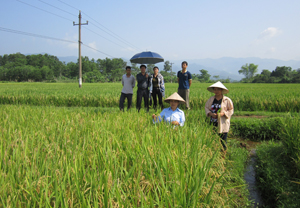 Mô hình thâm canh giống lúa RVT tại xã Đồng Bắc (Kim Bôi).