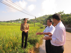 Lãnh đạo Hội nông dân tỉnh đánh giá hiệu quả mô hình giống lúa RVT tại xã Phong Phú.