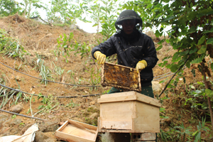 Hộ nghèo xóm Trúc Sơn, xã Toàn Sơn (Đà Bắc) được dự án AFAP hỗ trợ nuôi ong cải thiện sinh kế bền vững.