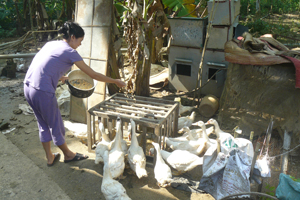 Nhân dân xóm Chiềng, xã Liên Vũ, Lạc Sơn phát huy hiệu quả vốn vay ưu đãi đầu tư phát triển sản xuất giảm nghèo bền vững.