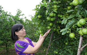 Vùng cây ăn quả có múi đã được hình thành theo quy hoạch diện tích của huyện Lạc Thuỷ, trong đó cam V2, chanh đào được trồng tập trung ở thị trấn Chi Nê và các xã Hưng Thi, Liên Hoà.