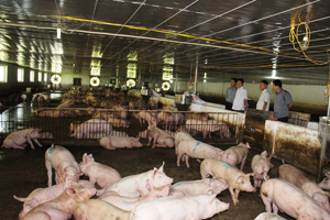Trang trại chăn nuôi lợn ở thôn Đồng Sương, xã Thành Lập, Lương Sơn cho thu nhập trên 2 tỉ đồng/năm.