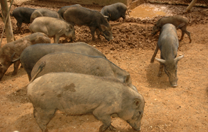 Hội chăn nuôi lơn rừng xã Đồng Tâm (Lạc Thủy) hiện đang nuôi khoảng 600 con lợn rừng, mang lại hiệu quả kinh tế cao cho các hội viên.