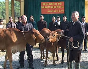 Hội CCB huyện Lạc Thuỷ bàn giao bò giống cho hội viên CCB xã Lạc Long.
